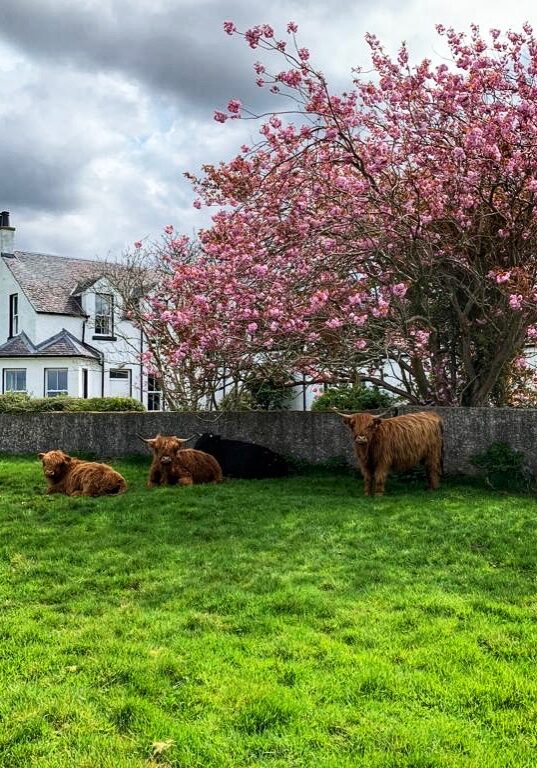 CairnfieldCows
